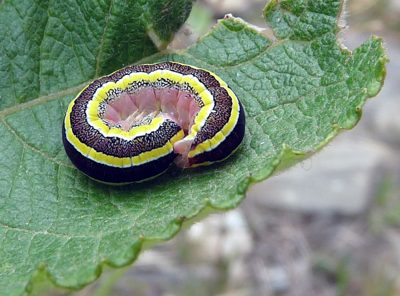 Larva di Ceramica pisi